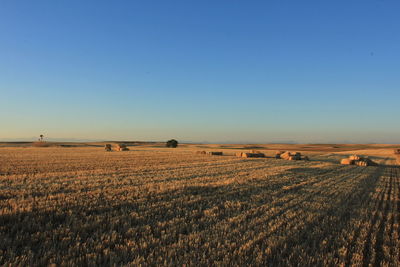 Scenic view of cultivated land against clear sky