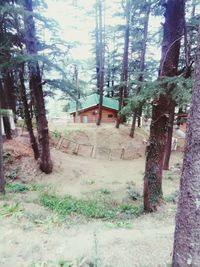 Trees and houses in forest