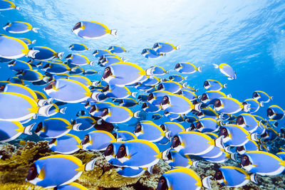 Jellyfish swimming in sea