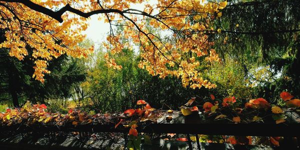 Trees and plants in park during autumn