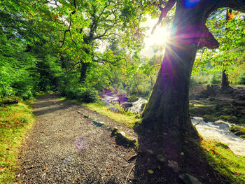 Trees in forest