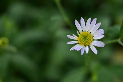 Close-up of purple daisy flower