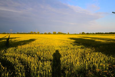 rapeseed