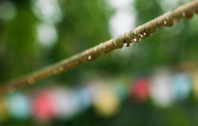 Close-up of water drops on rope