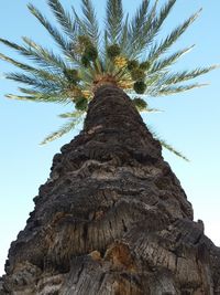 Low angle view of palm tree against clear sky