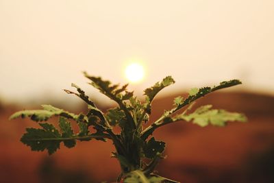 Close-up of fresh plant against sky during sunset