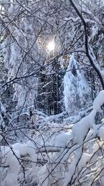 Snow covered trees in forest