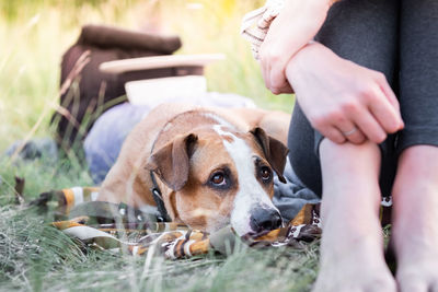 Midsection of dog sitting outdoors