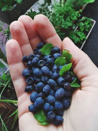 Close-up of hand holding fruit