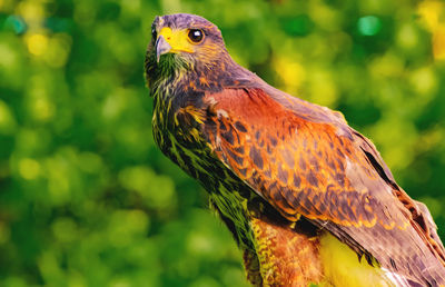 Close-up of owl perching on field