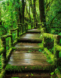 Footpath amidst trees in forest