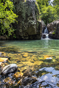 Scenic view of lake in forest