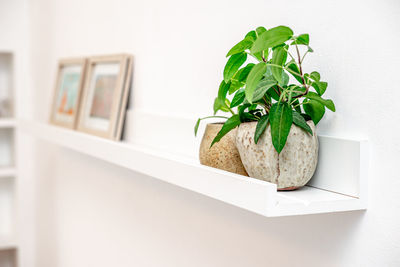 Close-up of potted plant on table