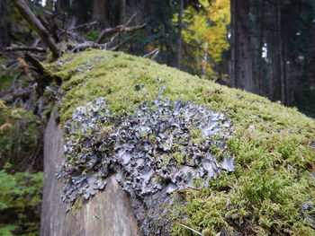 Close-up of moss growing on tree trunk