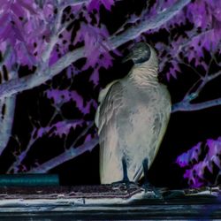 Close-up of bird perching on branch