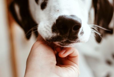 Close-up of hand holding dog