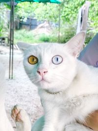 Close-up portrait of a cat