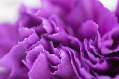 Full frame shot of pink flower