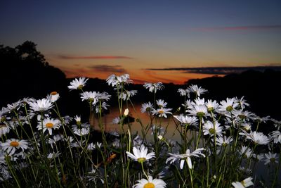 Close-up of flowers against clear sky at sunset