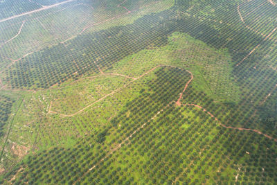 Full frame shot of agricultural field