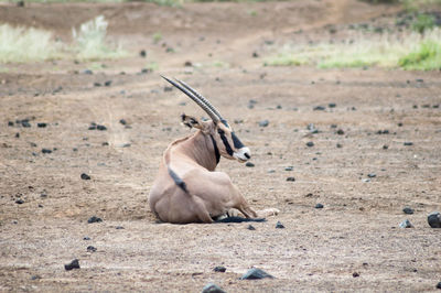 Oryx sitting in the savannah of tsavo west park