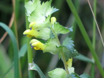 Close-up of yellow flowering plant