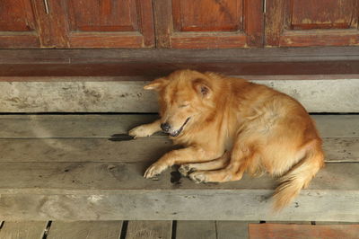 Close-up of dog sitting on wood