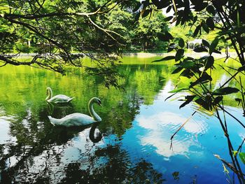 Swan floating on lake