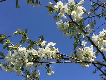 Low angle view of cherry blossoms in spring