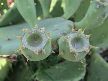 Close-up of succulent plant