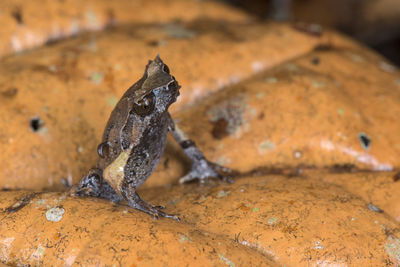 Close-up of frog on rock