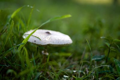 Close-up of mushroom growing on field