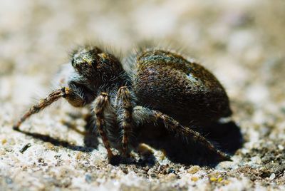 Close-up of spider on field