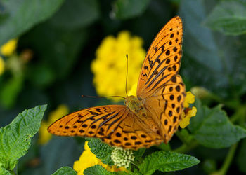 Close-up of butterfly pollinating on yellow leaf