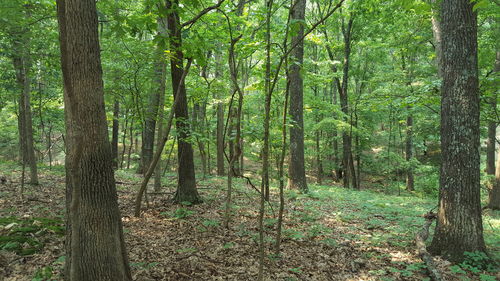 Trees in forest