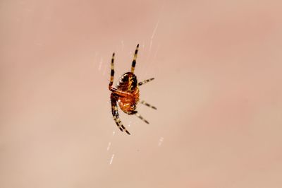 Close-up of spider on web