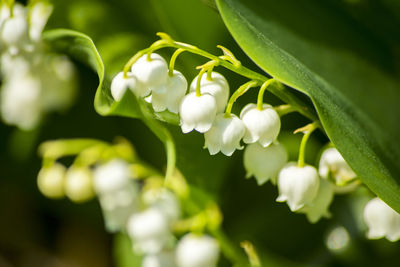 Close-up of white flowering plant