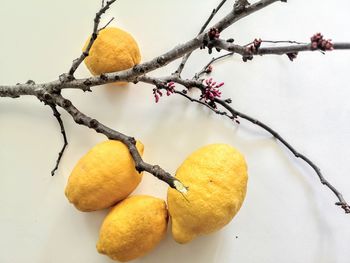 Close-up of fruit growing on tree