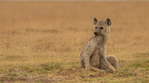 African black spotted hyena