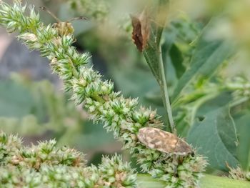 Close-up of butterfly on plant