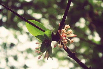 Close-up of flowers