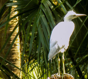 Close-up of heron perching on plant