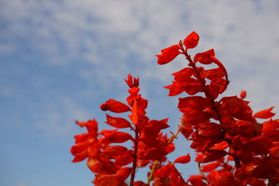 Close-up of red flowers