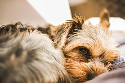 Close-up portrait of a dog