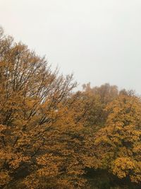 Low angle view of trees against clear sky