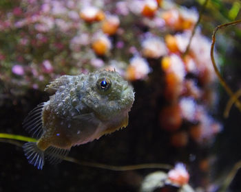 Close-up of fish swimming in sea