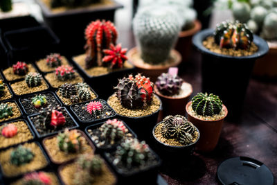 High angle view of potted plants on table