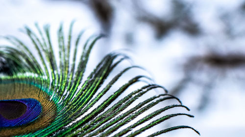 Close-up of feather on plant
