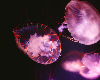 Close-up of smoke against black background