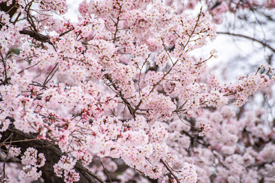 Low angle view of pink cherry blossom